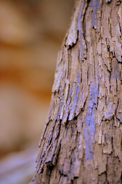 Close-up of tree trunk