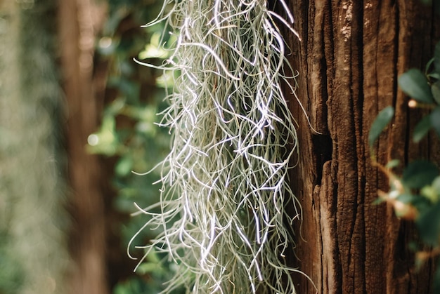 Foto prossimo piano del tronco dell'albero