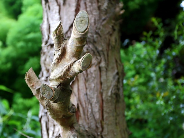 Close-up of tree trunk