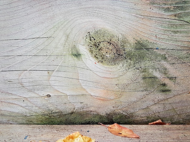 Foto prossimo piano del tronco dell'albero