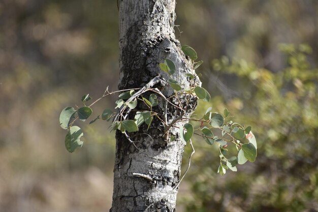 Close-up of tree trunk