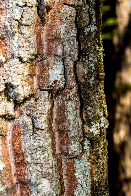 Foto prossimo piano del tronco dell'albero