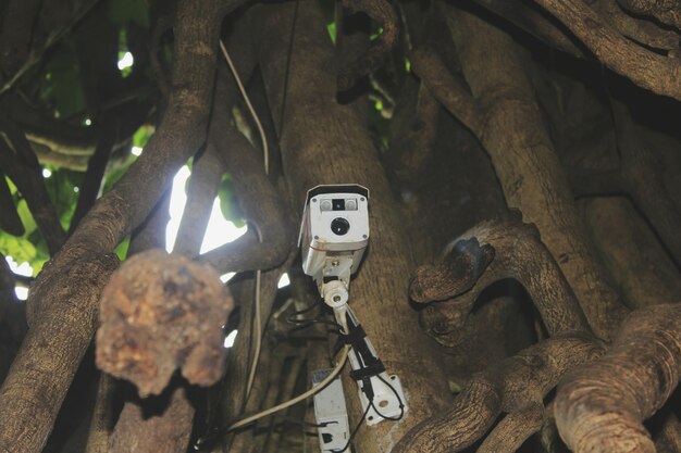 Photo close-up of tree trunk