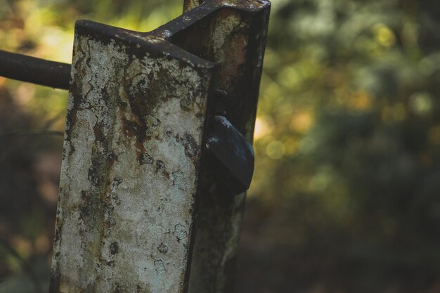 Close-up of tree trunk