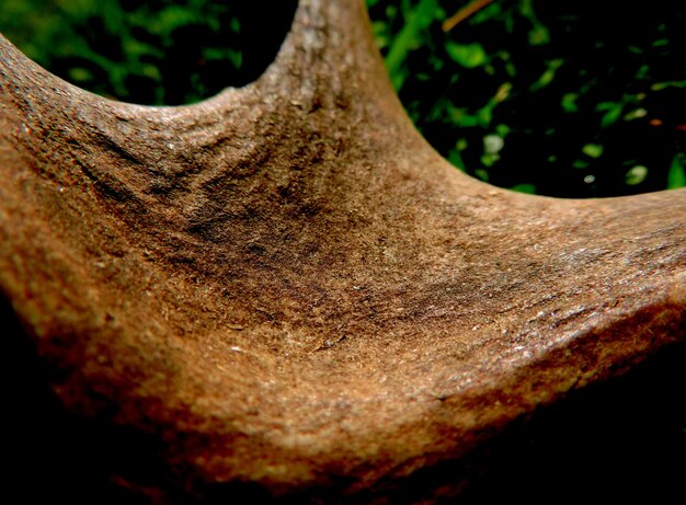 Close-up of tree trunk