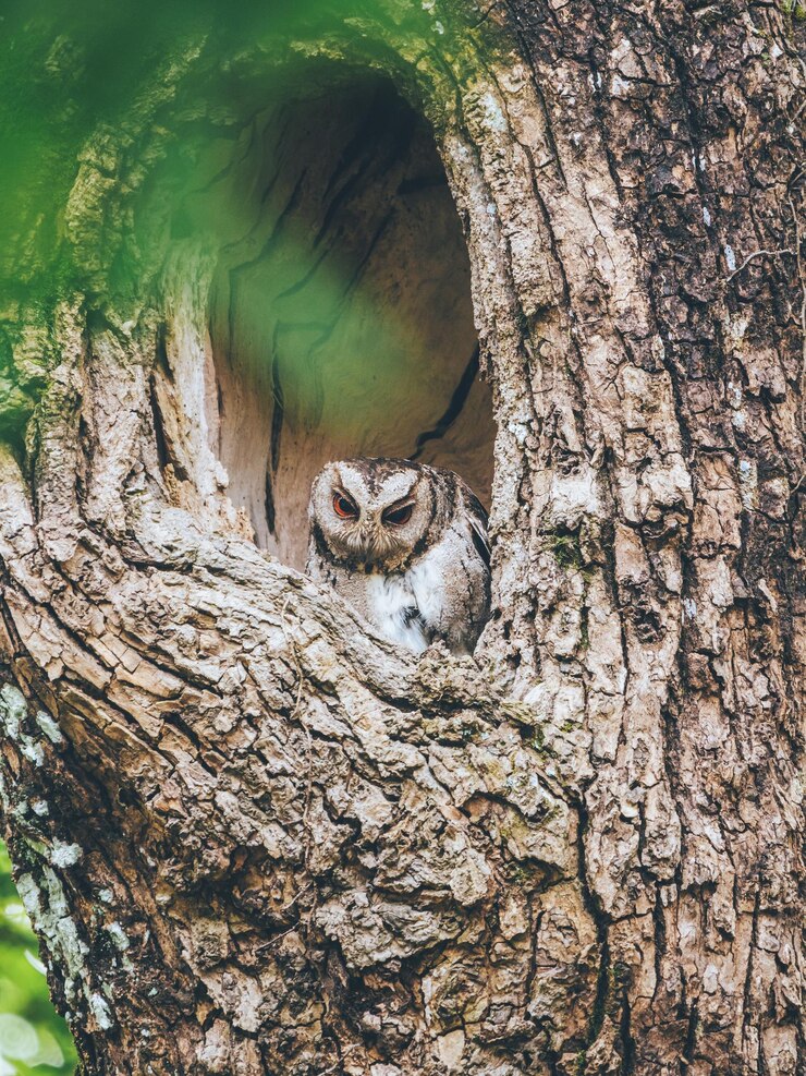 Photo close-up of tree trunk