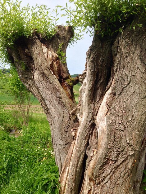 Foto prossimo piano del tronco dell'albero