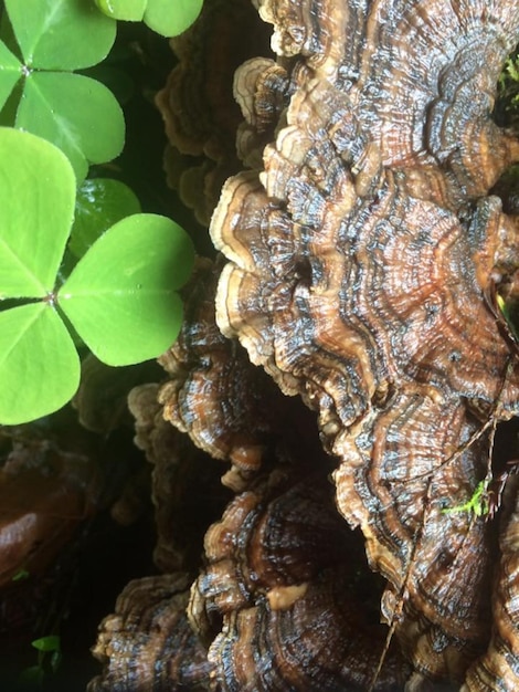 Photo close-up of a tree trunk