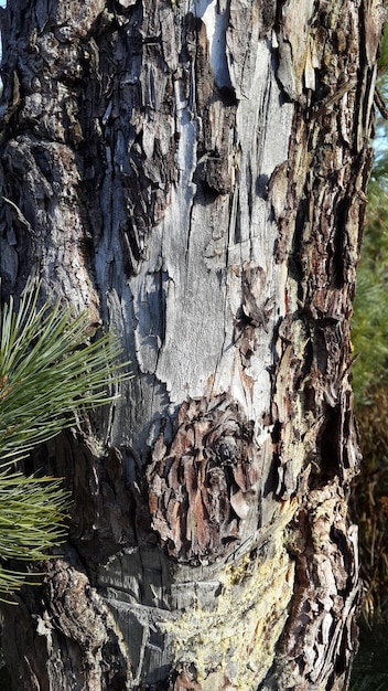 Close-up of tree trunk