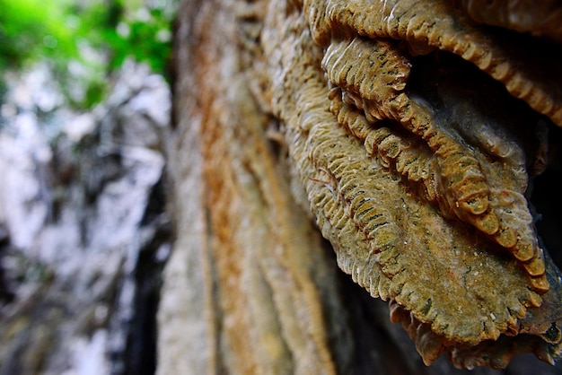 Photo close-up of tree trunk