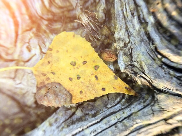 Close-up of tree trunk