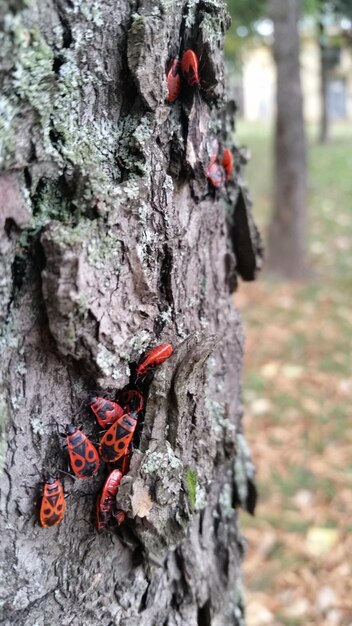 Photo close-up of tree trunk