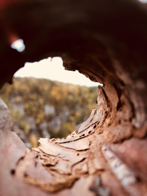 Foto prossimo piano del tronco dell'albero