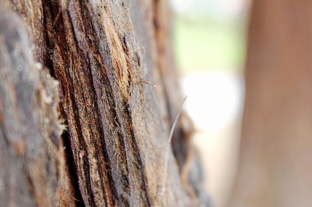 Foto prossimo piano del tronco dell'albero