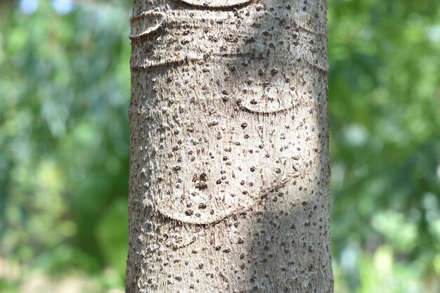 Close-up of tree trunk