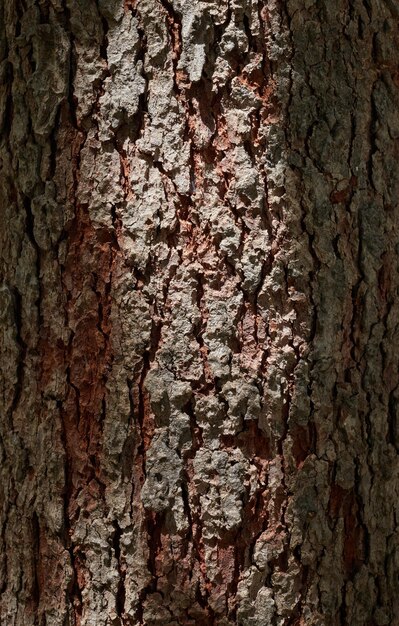 Foto prossimo piano del tronco dell'albero