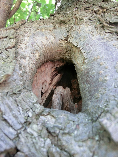 Foto prossimo piano del tronco dell'albero