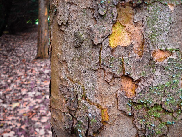 Close-up of tree trunk