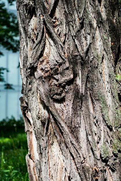 Close-up of tree trunk