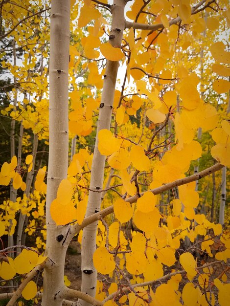 Foto prossimo piano del tronco dell'albero