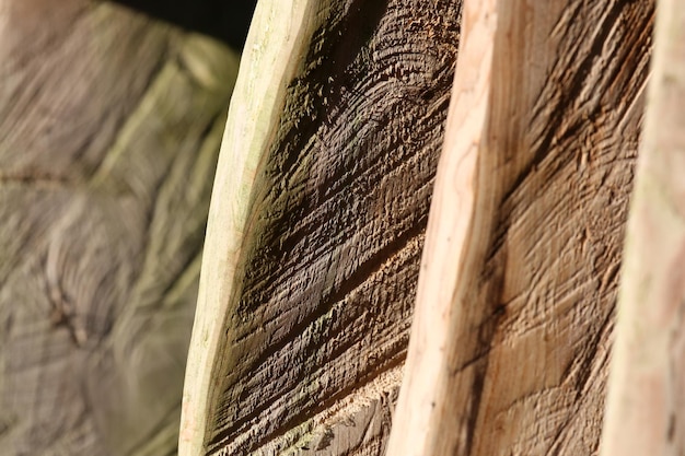 Foto prossimo piano del tronco dell'albero