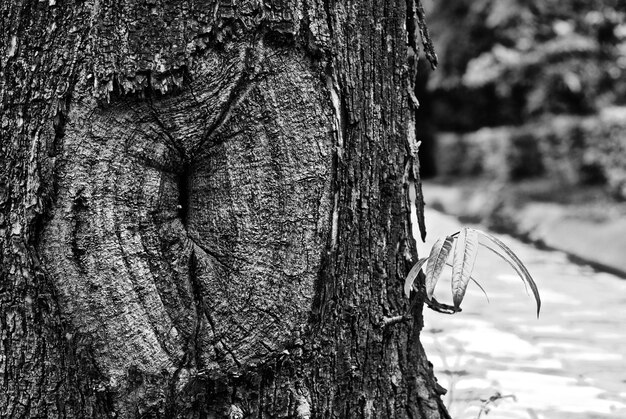 close-up of tree trunk