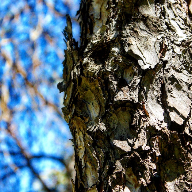 Close-up of tree trunk