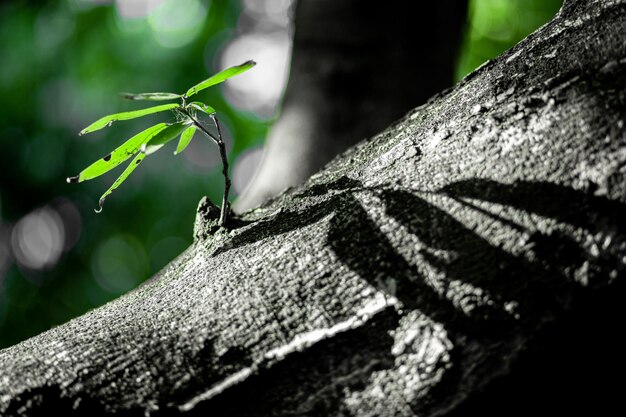 Foto prossimo piano del tronco dell'albero