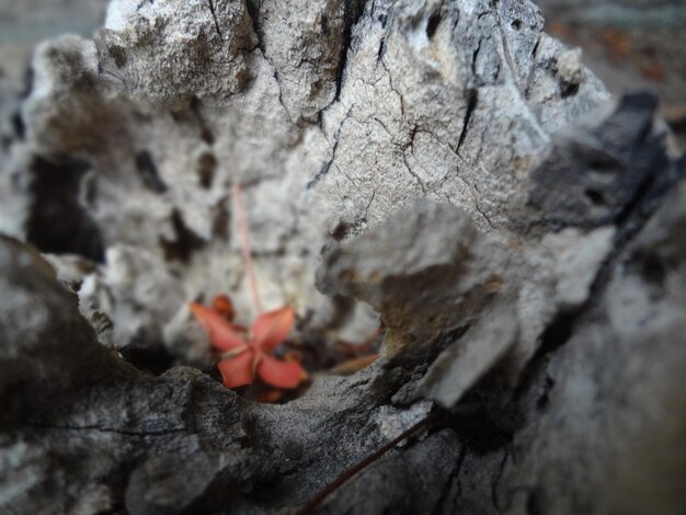 Photo close-up of tree trunk