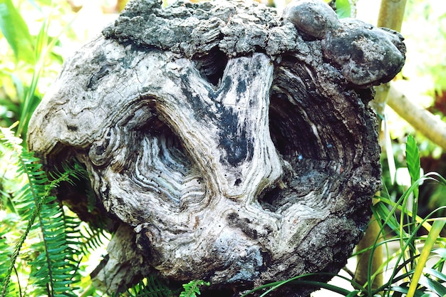 Photo close-up of tree trunk