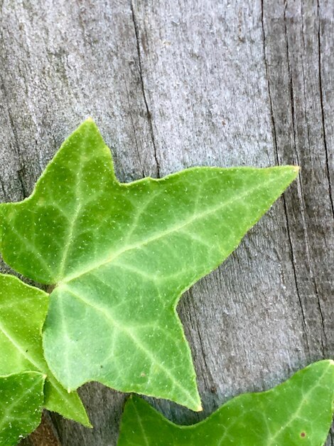 Foto prossimo piano del tronco dell'albero