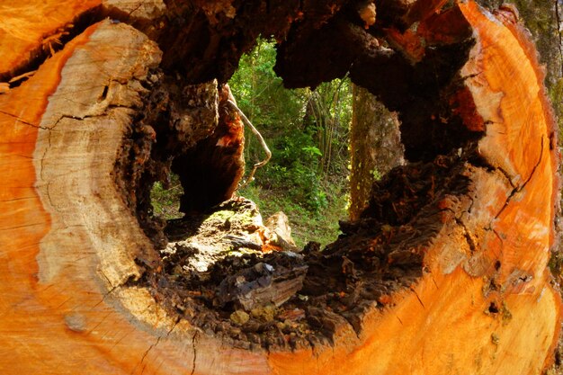 Close-up of tree trunk