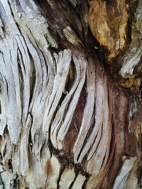 Foto prossimo piano del tronco dell'albero