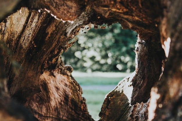 Foto prossimo piano del tronco dell'albero