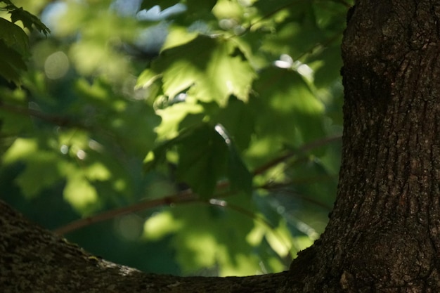 Close-up of tree trunk