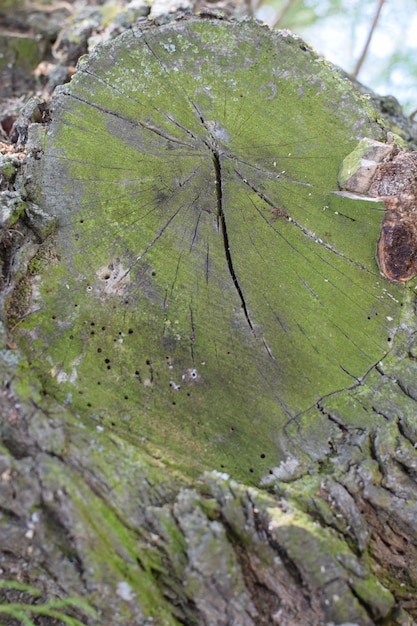 Photo close-up of tree trunk