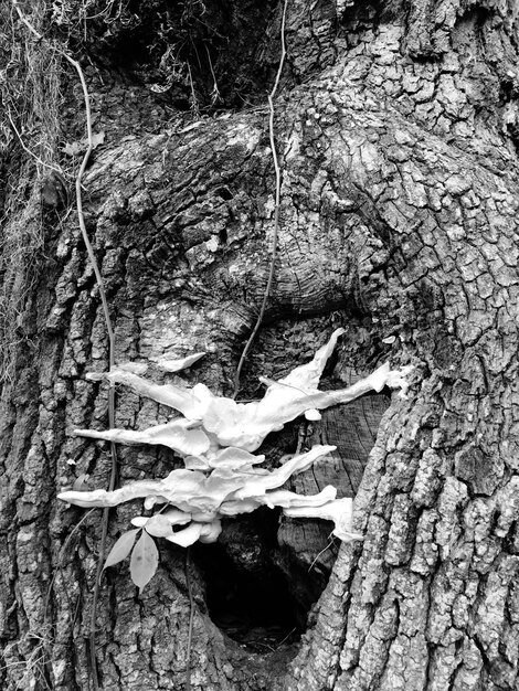 Photo close-up of tree trunk