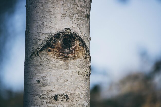 Photo close-up of tree trunk