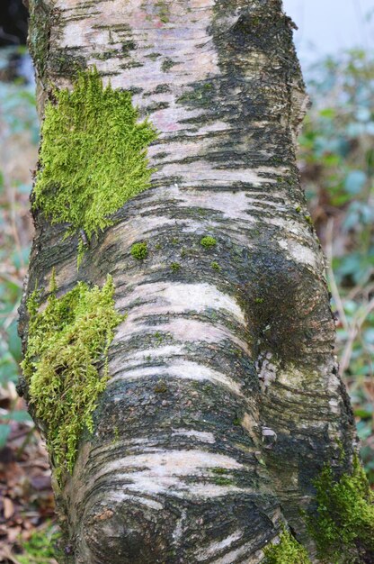 Close-up of tree trunk