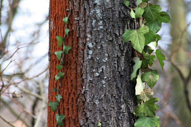 Photo close-up of tree trunk