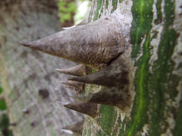 Foto prossimo piano del tronco dell'albero