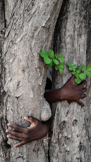 Close-up of tree trunk