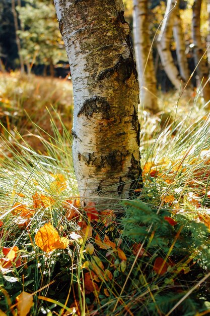 Close-up of tree trunk