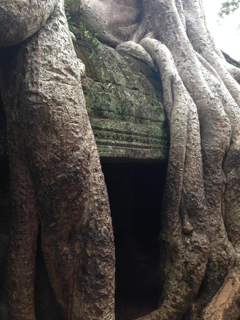 Foto prossimo piano del tronco dell'albero