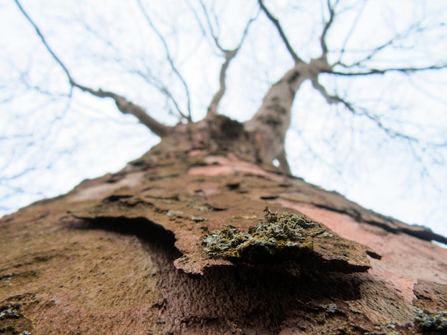 Photo close-up of tree trunk