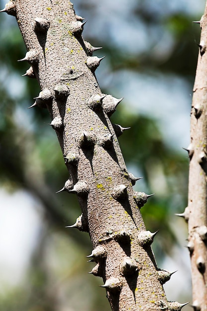 Foto prossimo piano del tronco dell'albero