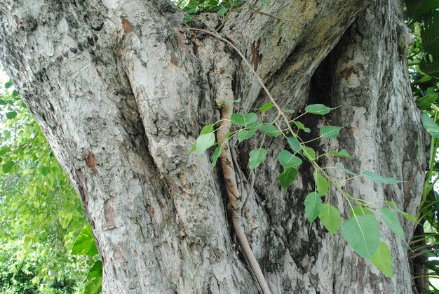 Close-up of tree trunk