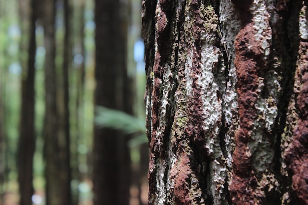 Photo close-up of tree trunk