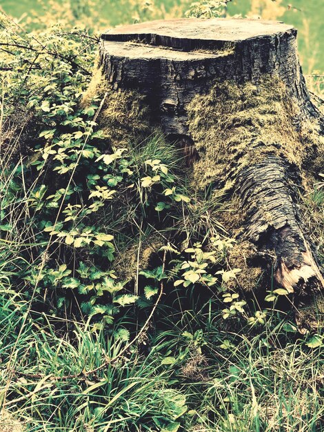 Foto close-up di tronchi di alberi in campo