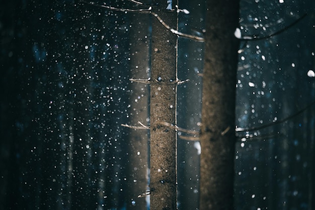 雪が降る際の森の木の幹のクローズアップ